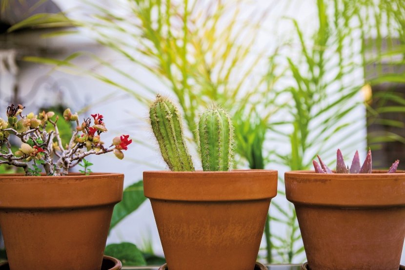 basic equipment of a plant lover