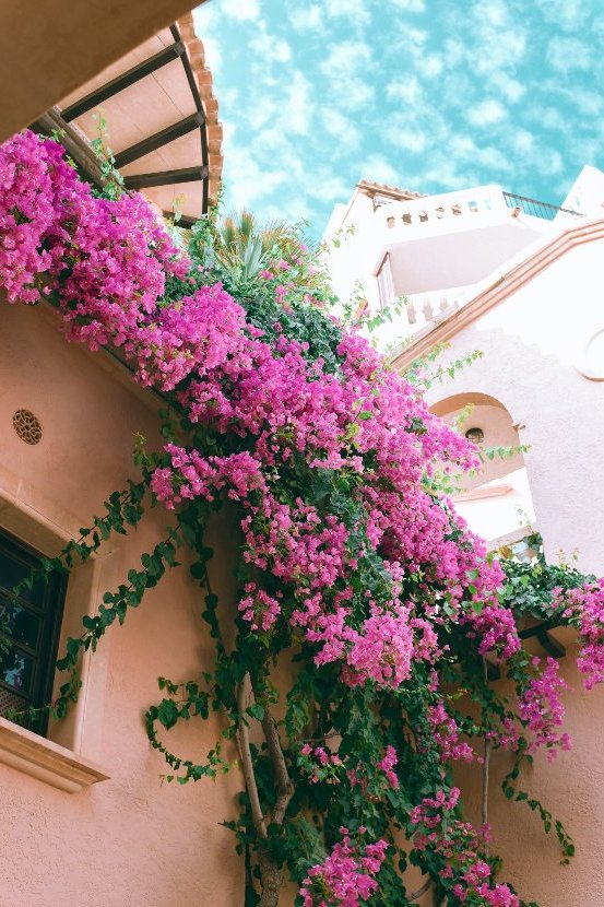 plants for the balcony