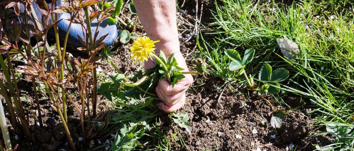 How to eliminate weeds once and for all