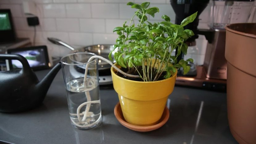 DIY irrigation systems to care for your plants on vacation