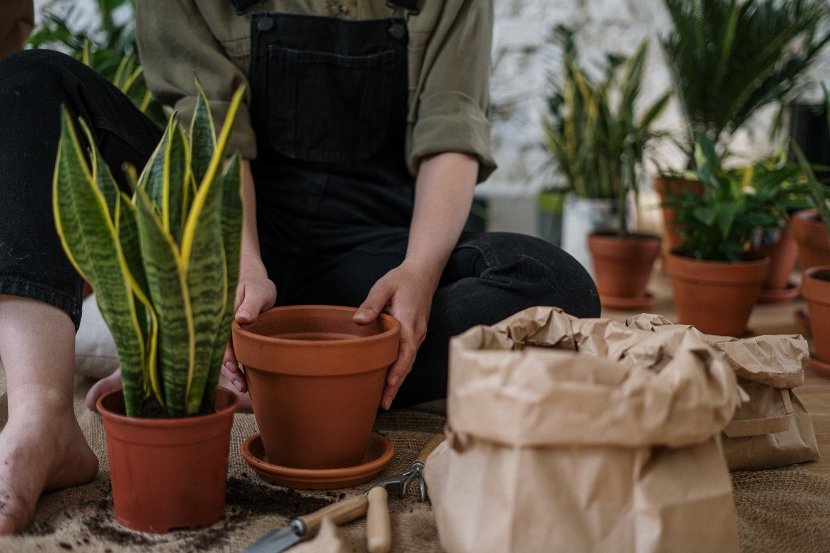 how to take care of your plants on vacation