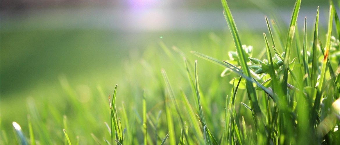 How to plant grass and give life to your garden