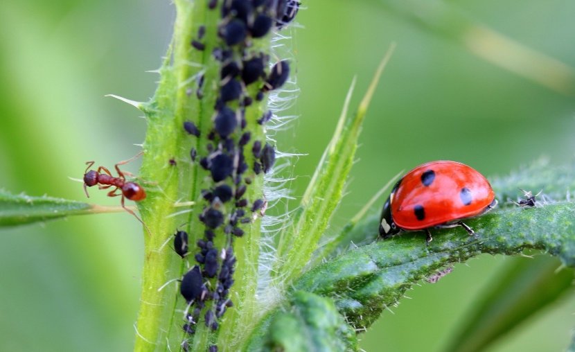 Homemade tricks to eliminate insects from the garden