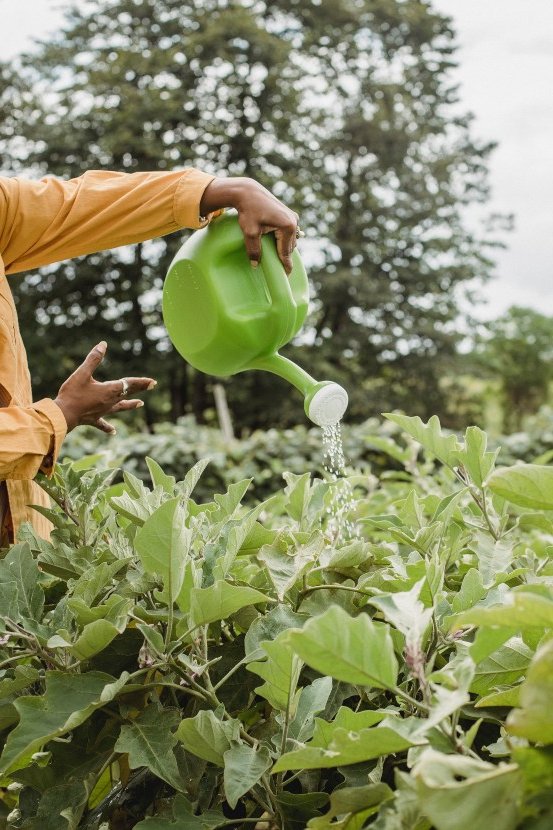 how to get rid of garden insects easily