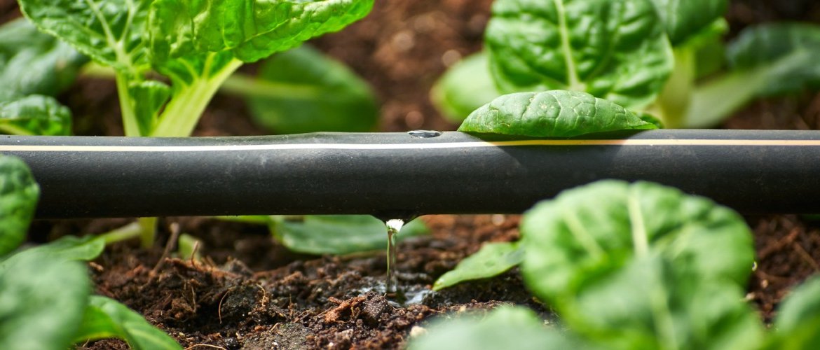 Irrigation systems for the vegetable garden on vacation