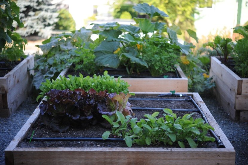 irrigation systems for the vegetable garden on vacation