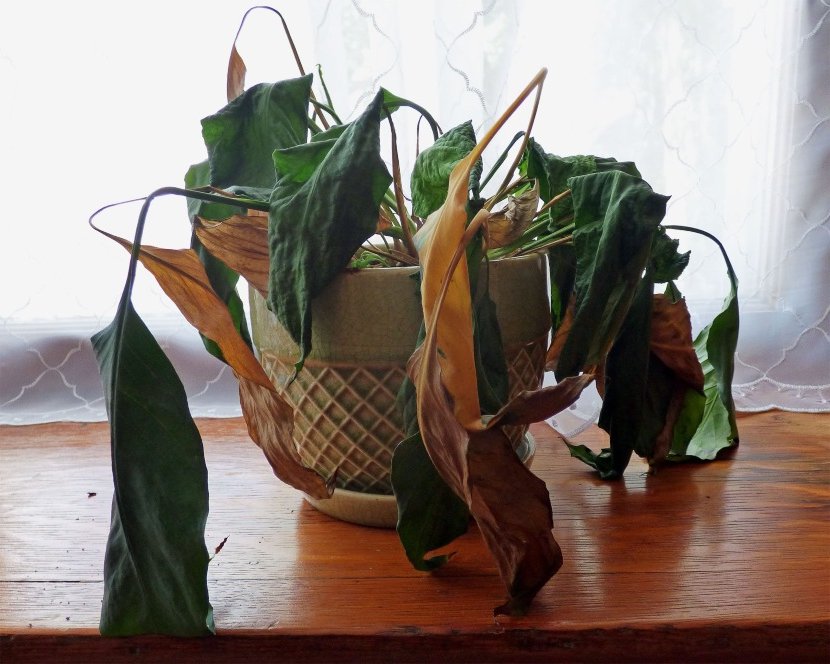 how to recover houseplants after summer