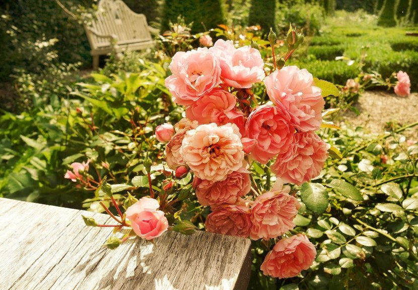 tips for planting roses