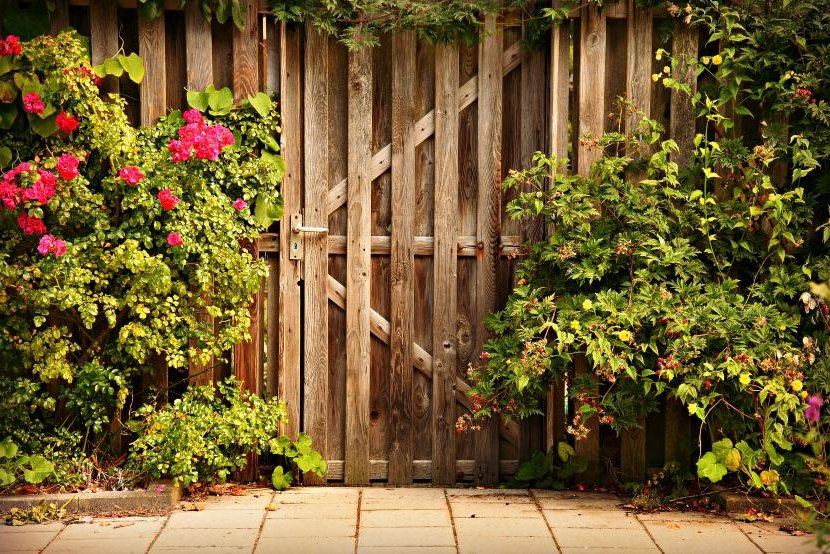 tips for planting roses at home