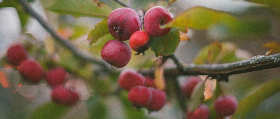 Care of fruit trees in autumn