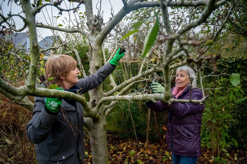 care of fruit trees in autumn