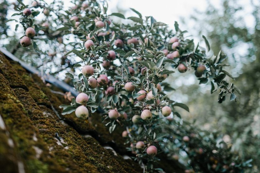 care of fruit trees in autumn