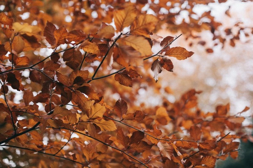 fruit trees in autumn care