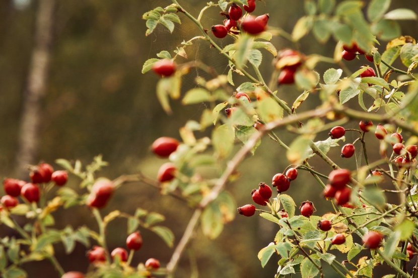 how to care for fruit trees in autumn