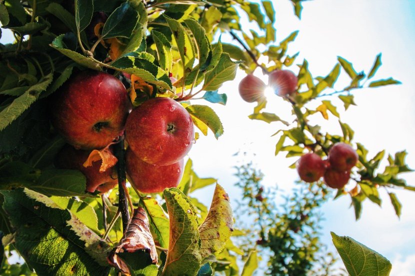 tips for caring for fruit trees in autumn