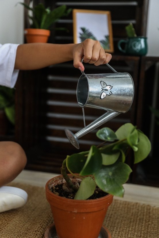 tips for watering potted plants
