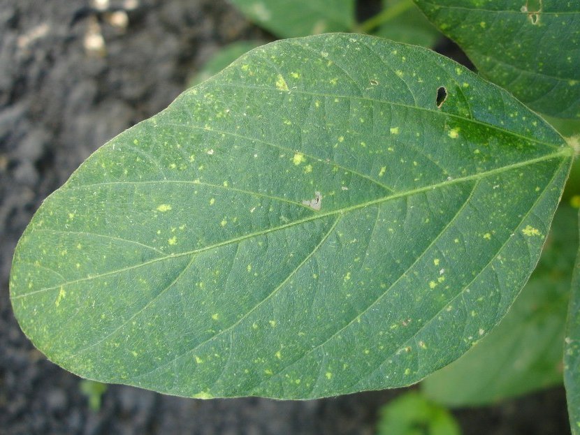 fungi on plants how to treat them