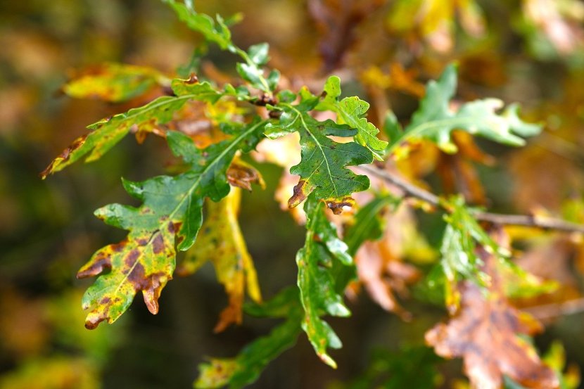 plant diseases