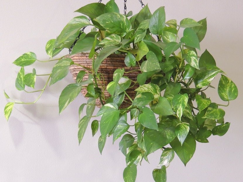 easy to maintain houseplants for the home