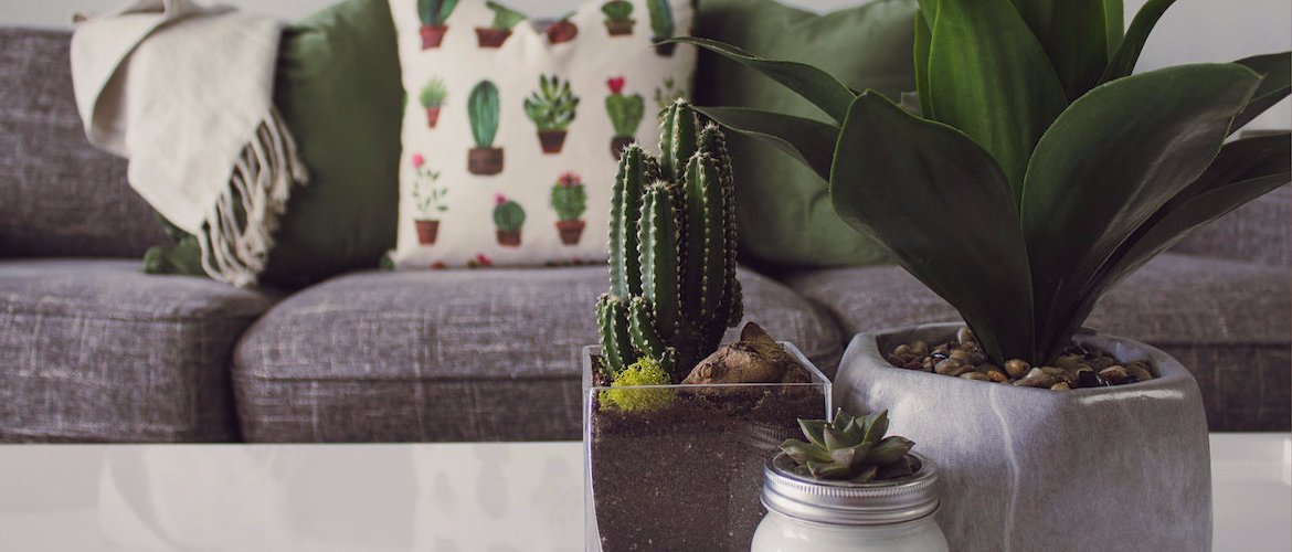Tips for buying easy-to-maintain houseplants