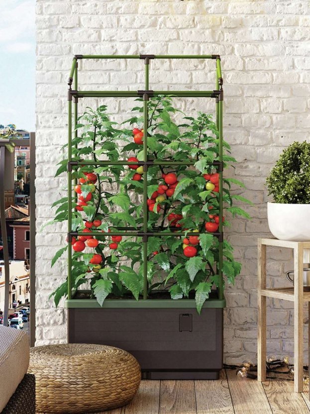 how to grow fruits and vegetables at home