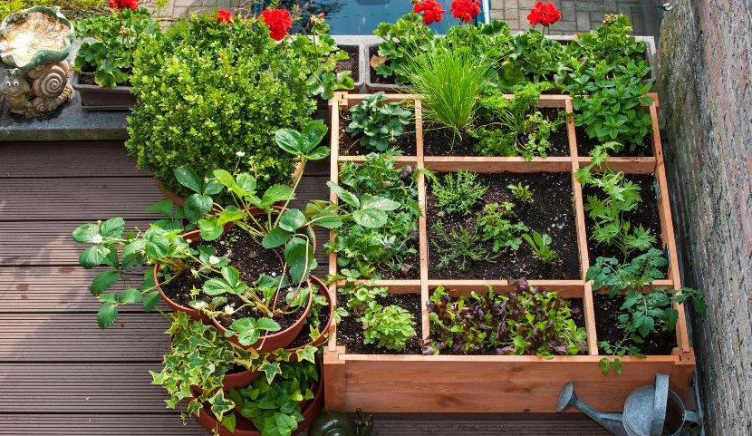 ideas for growing fruits and vegetables 