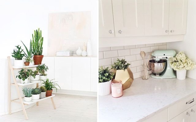 Kitchen_plants_18