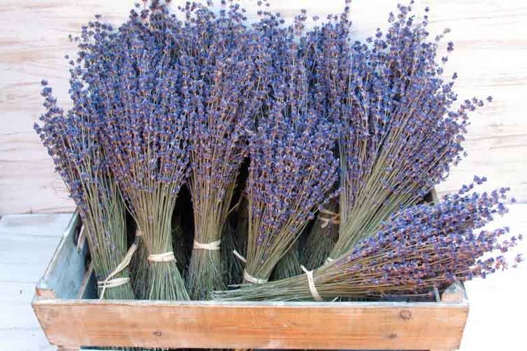 Dried flowers