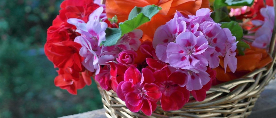 Spring flowers to decorate your home with