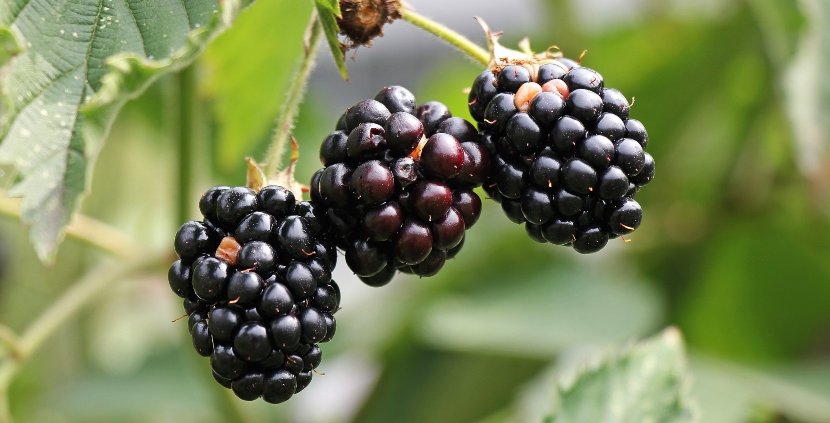 growing berries at home