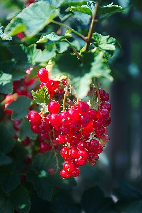 how to grow berries 