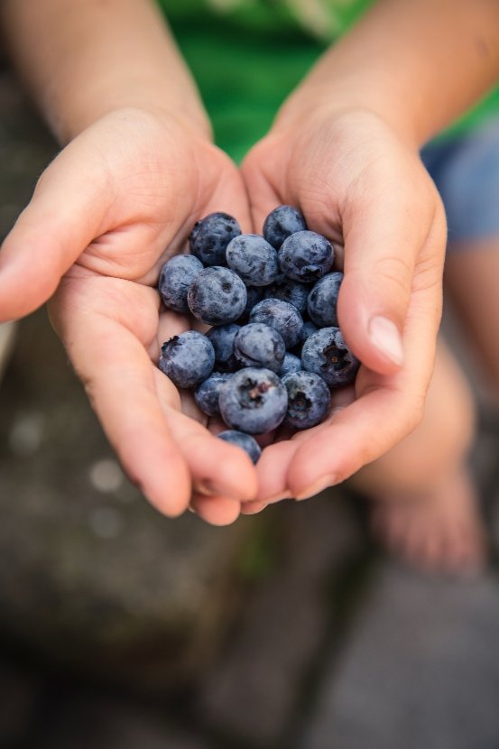 ideas for growing berries 